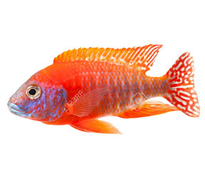 Trigon 350 LED | JUWEL Aquarium
