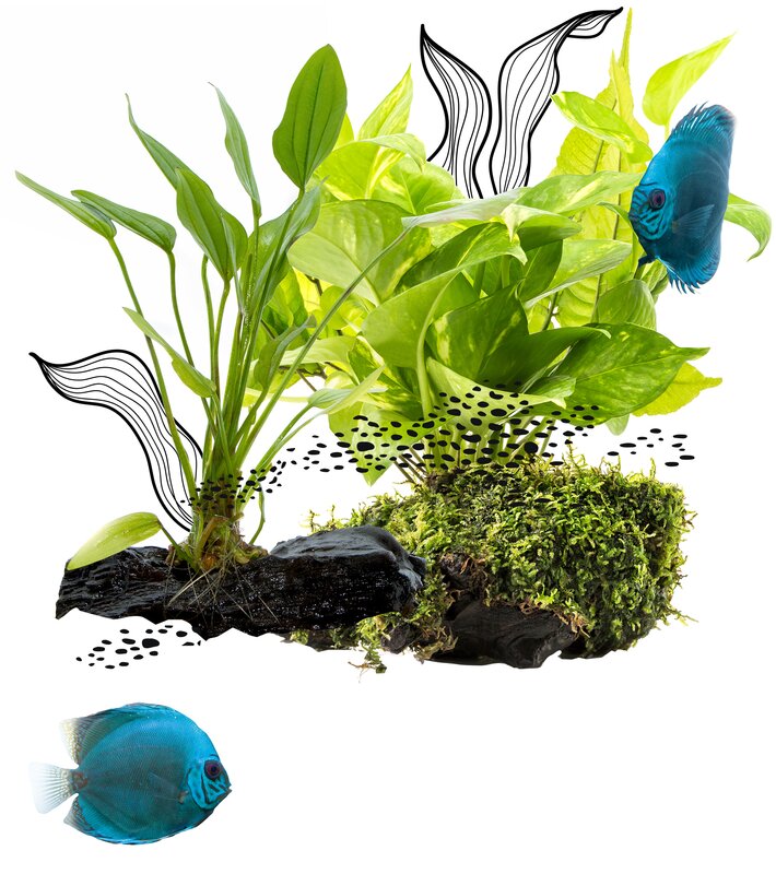 Juwel Aquariums