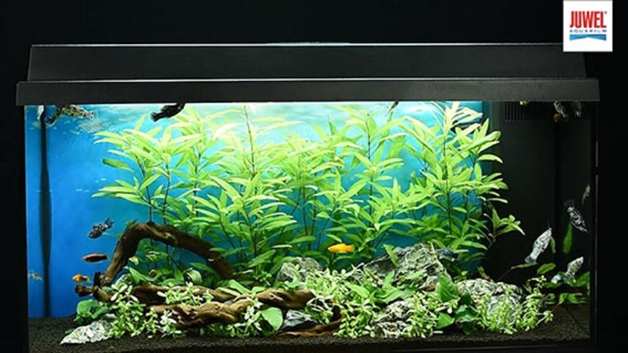 Spanje Logisch Sympathiek Primo 110 LED | JUWEL Aquarium