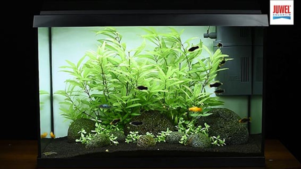 JUWEL Primo Aquariums (Primo 70/110 Tank Set) — East Ocean Aquatic