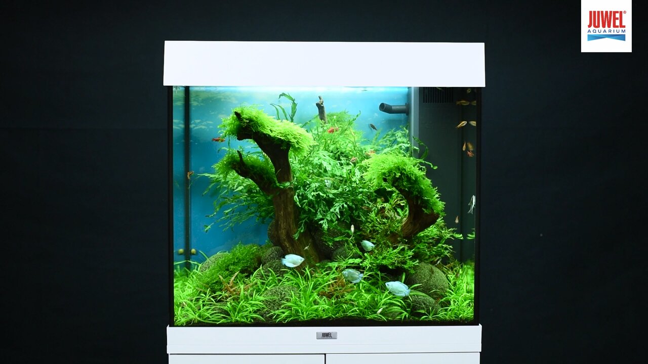 Aquarium Juwel Lido 200 avec éclairage LED, pompe, filtre, chauffage sans  meuble bas gris - HORNBACH