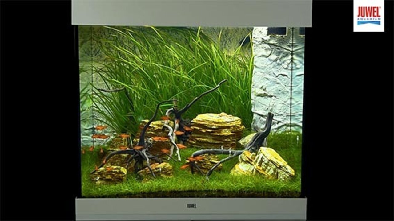 Aquarium Rio 125 LED, 125 Litres, kit complet, éclairage, filtre, pompe,  Juwel, achat, pas cher