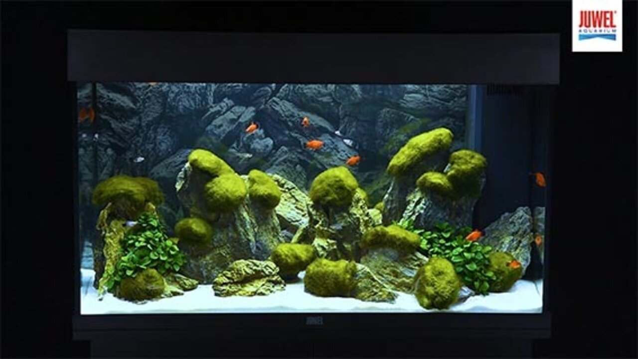 Juwel Aquarium 180l mit Unterschrank + Zubehör (+ Axlotl) (Hoppegarten) -  Komplett-Aquarium 151-250 L 