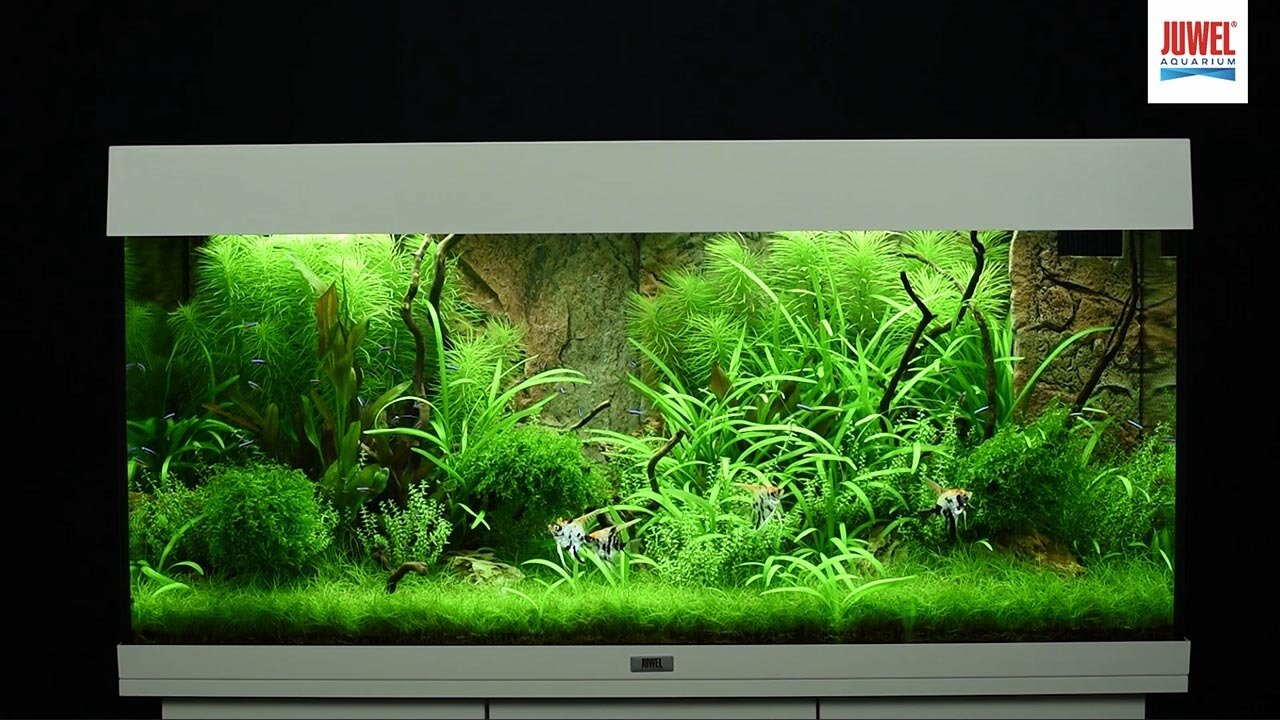 Juwel aquarium rio 240 L LED noir - JMT Alimentation Animale