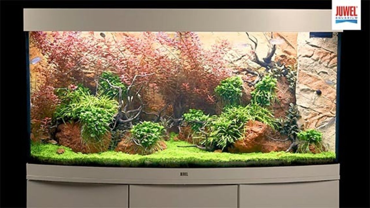 Aquarium Vision 180 LED, verre incurvé, 180 Litres, kit complet, éclairage,  filtre, pompe, Juwel, achat, pas