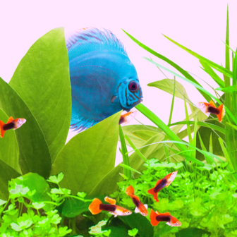 Colour Lite JUWEL Aquarium