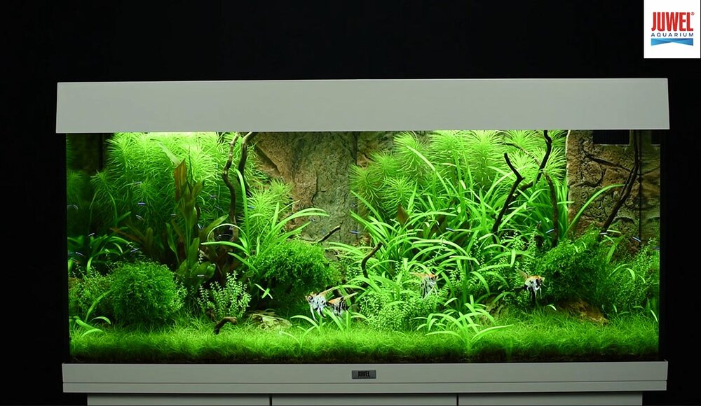 setup1 JUWEL Aquarium