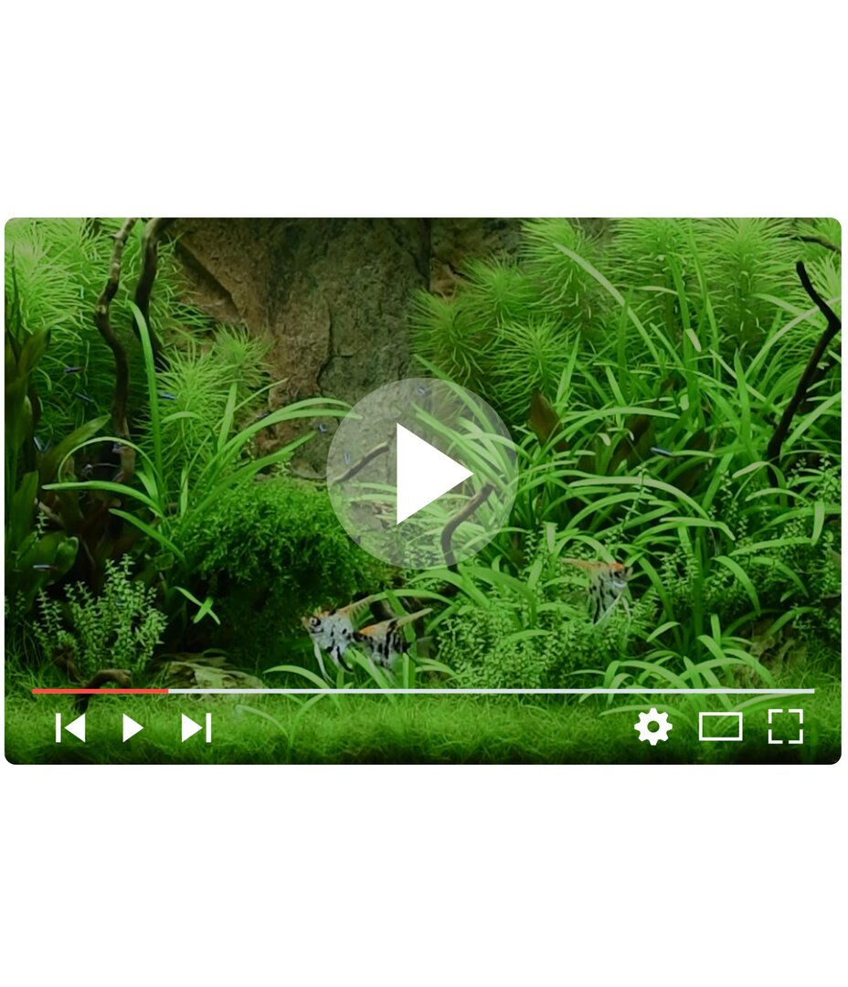 setup1 JUWEL Aquarium