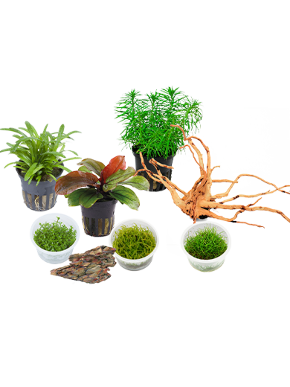 setup1 JUWEL Aquarium