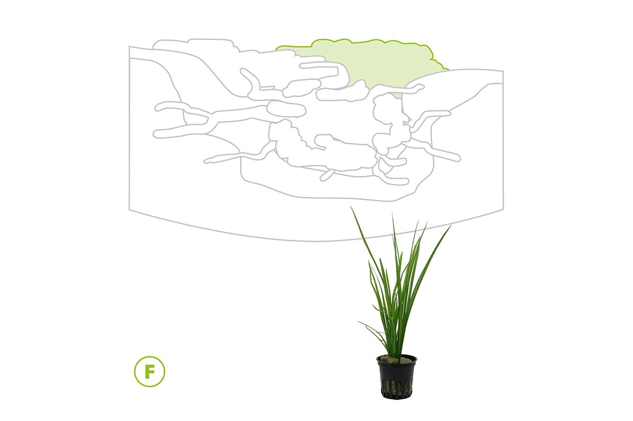 setup2 JUWEL Aquarium