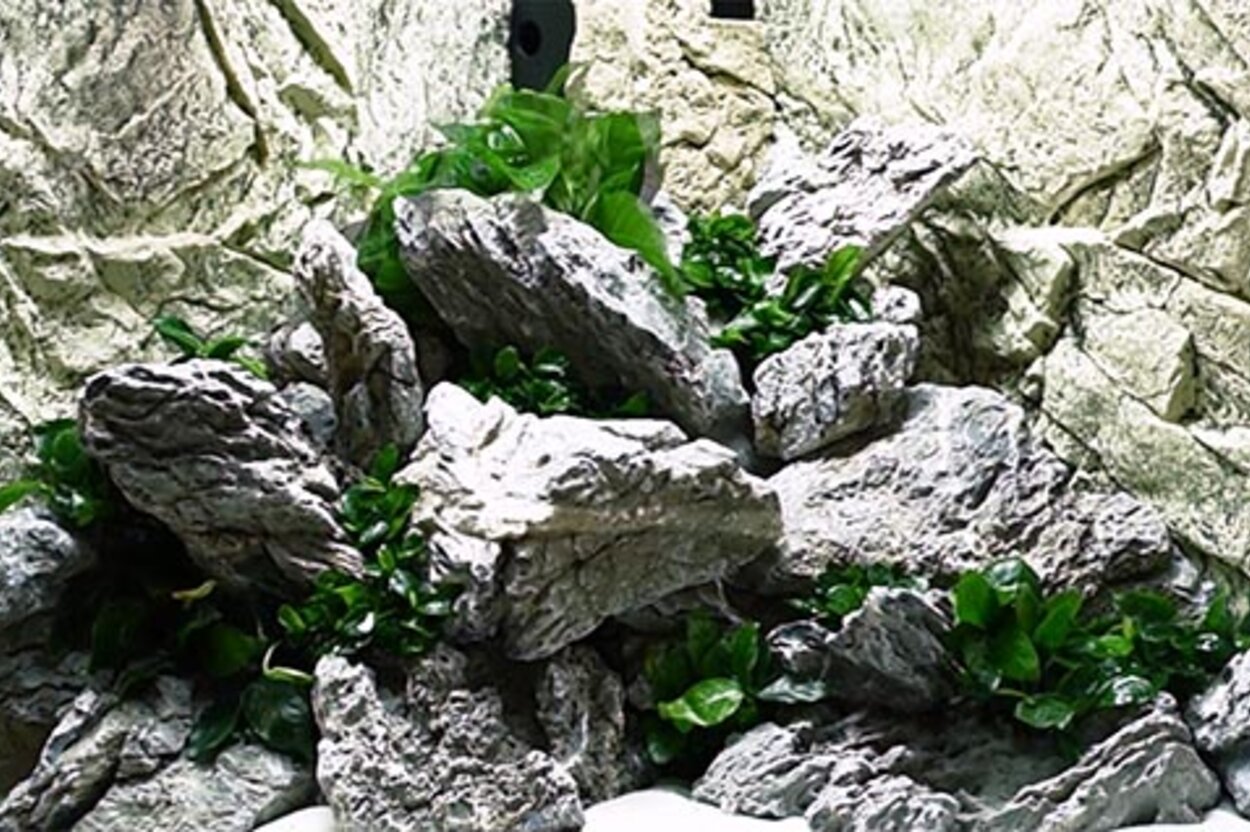 setup4 JUWEL Aquarium