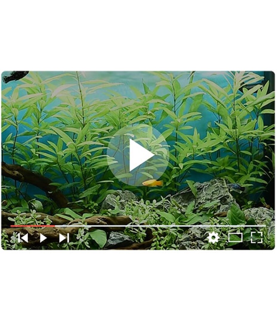 setup7 JUWEL Aquarium