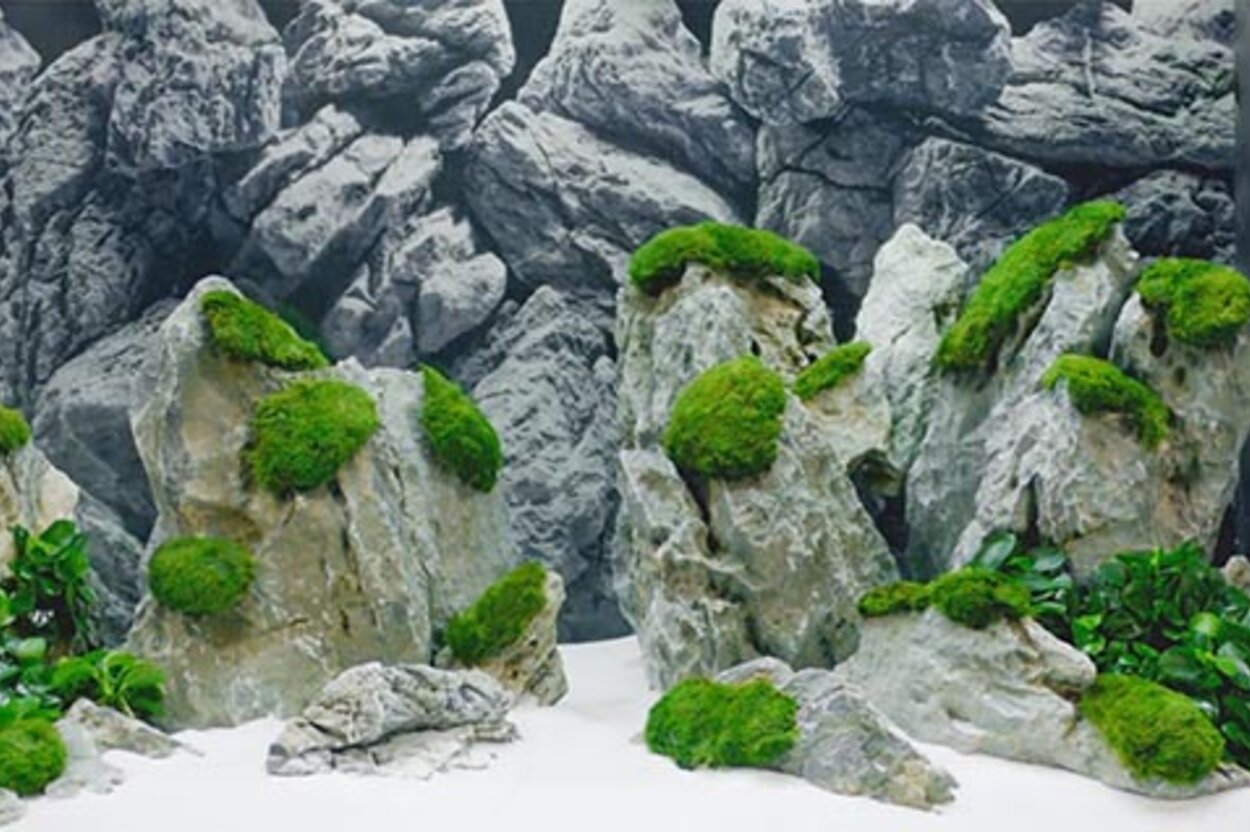 setup9 JUWEL Aquarium